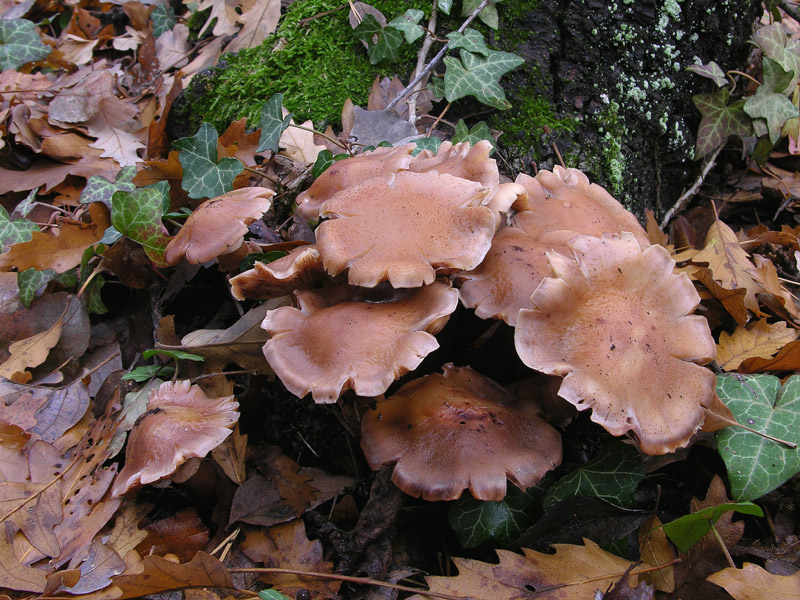 5 giorni d''acqua...poi i funghi (25 novembre)